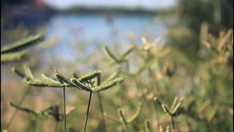 close-up of grass by a lake