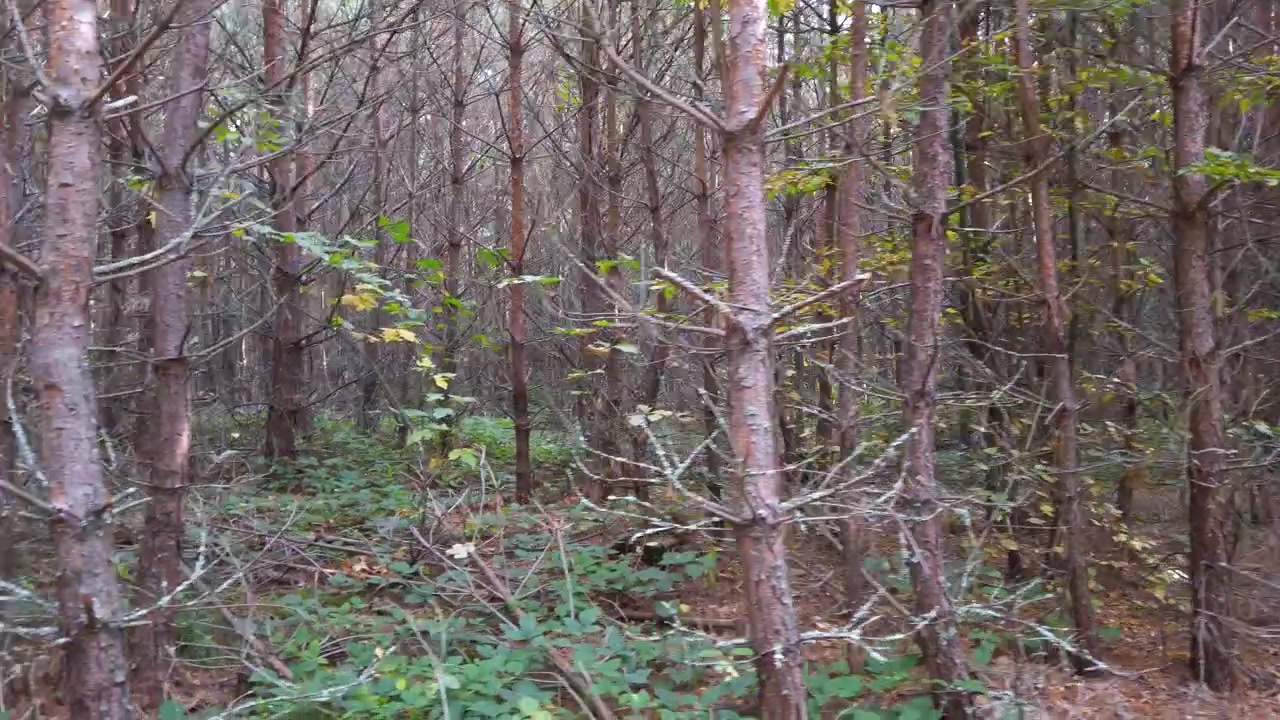 Pineta in autunno