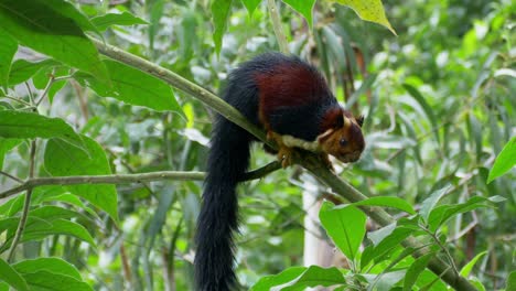 malayan black giant squirrel in wild tropical forest in southern india