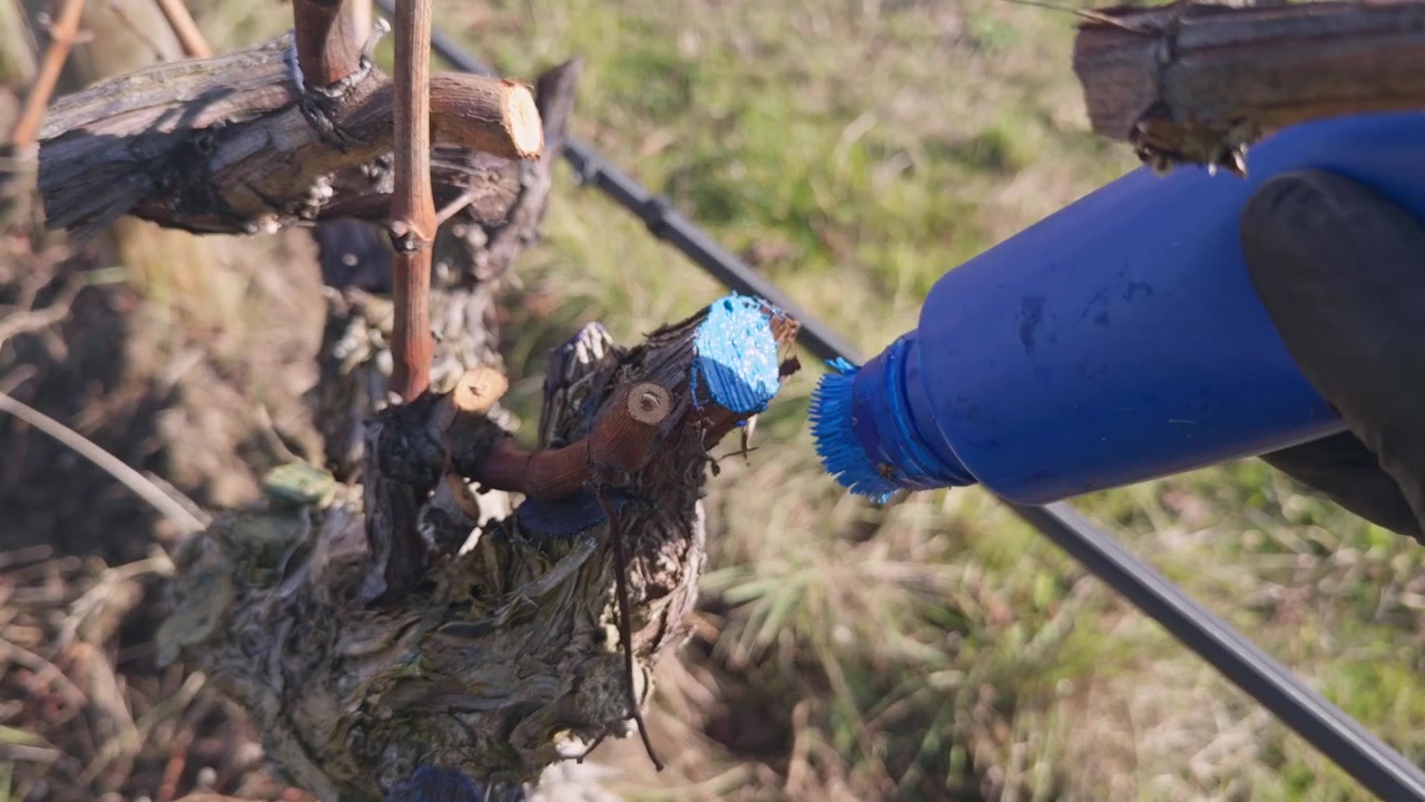 Close-up of a vineyard worker painting pruning cuts with protective sealant to support vine health and reduce infection after pruning.
