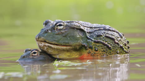 un par de ranas toro gigantes africanas apareándose en el agua, sudáfrica
