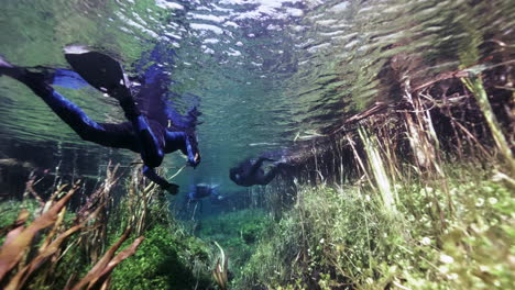 buceador flotando en la superficie del agua durante la luz del sol y explorando plantas y animales bajo el agua