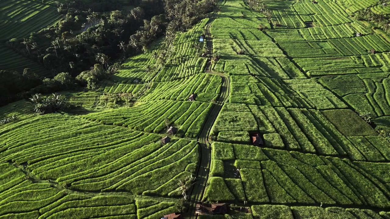 Terreni agricoli verdi si estendono su un terreno ondulato, mostrando dettagliati schemi di coltivazione, sentieri tortuosi, capanne sparse e vegetazione tropicale in un tranquillo ambiente rurale a Bali, vista aerea con avvicinamento.