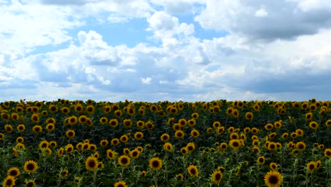 field of sunflowers against the sky. cultivation of sunflowers. summer