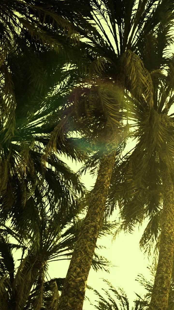 Tall palm trees stand under a bright sky as the sun sets