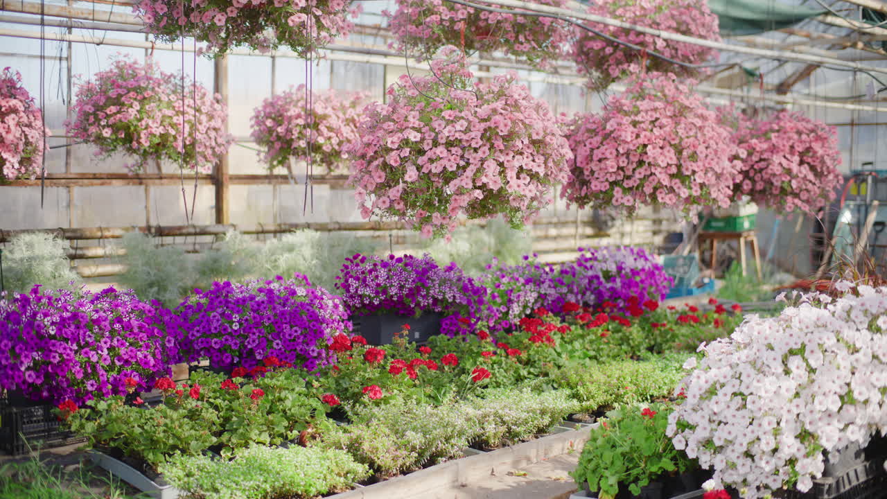Greenhouse with Beautiful Blooming Flowers