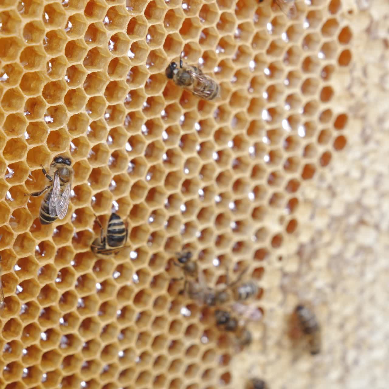 Honeybee natural honey harvesting. Close up view of apiarist hands holding wooden frame