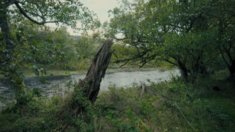 tree stump leaning by the side of the river avon