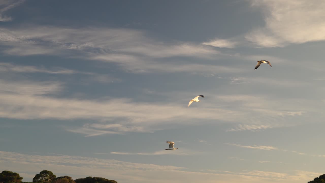 활동 하는 야생동물