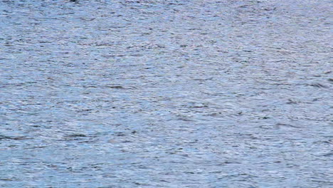 Gentle-waves-on-a-lake-in-Northern-Ontario