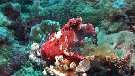 pink leaf scorpionfish  close up on coral reef