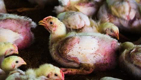 a group of chicken chicks in a poultry farm bunching together and waiting for food in bangladesh