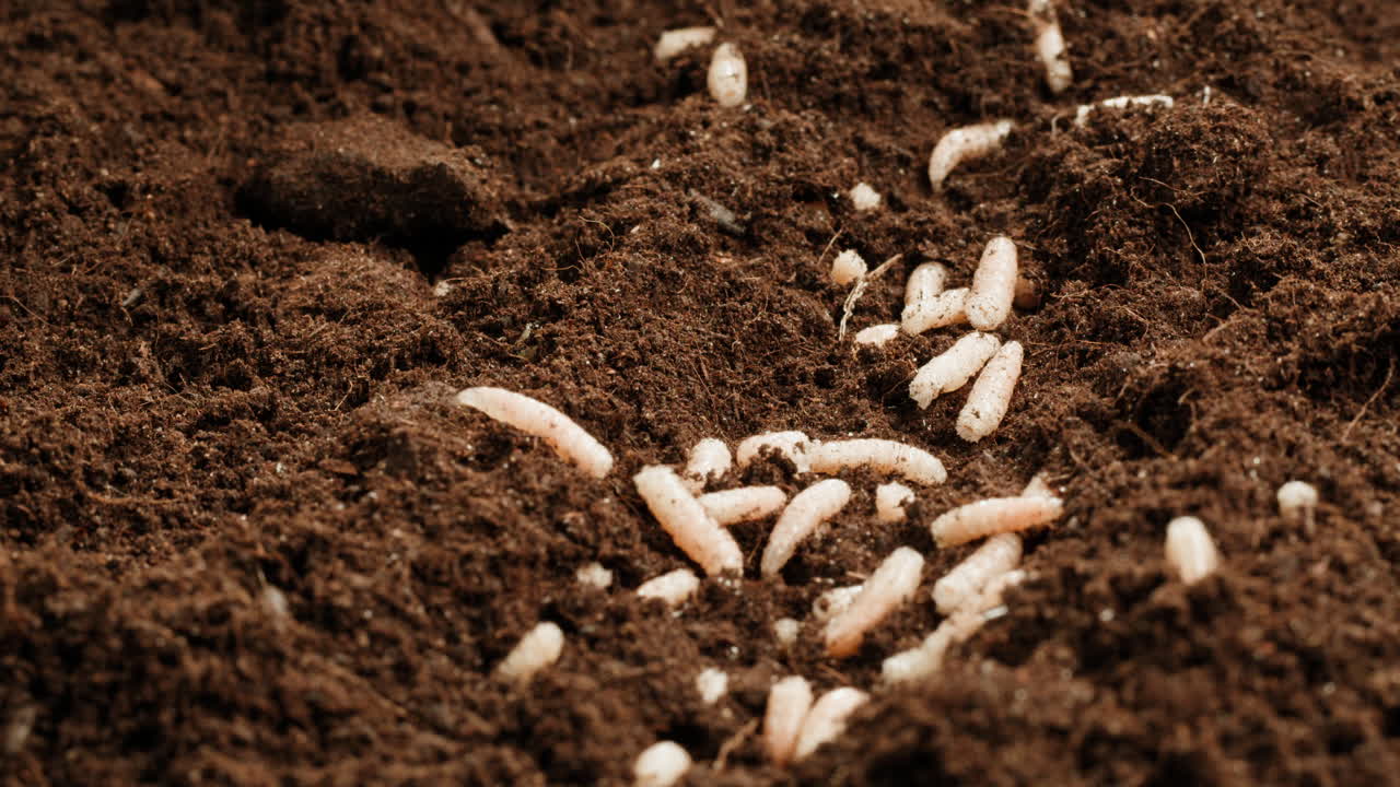 Maggots in Soil