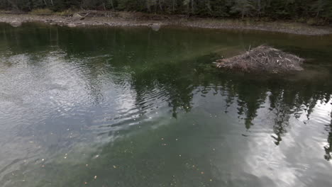 Lachs-Unter-Wasser-Während-Eines-Tauchgangs-In-Einem-Fluss