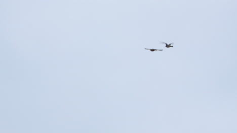 Two-birds-soaring-against-a-clear-sky---ducks