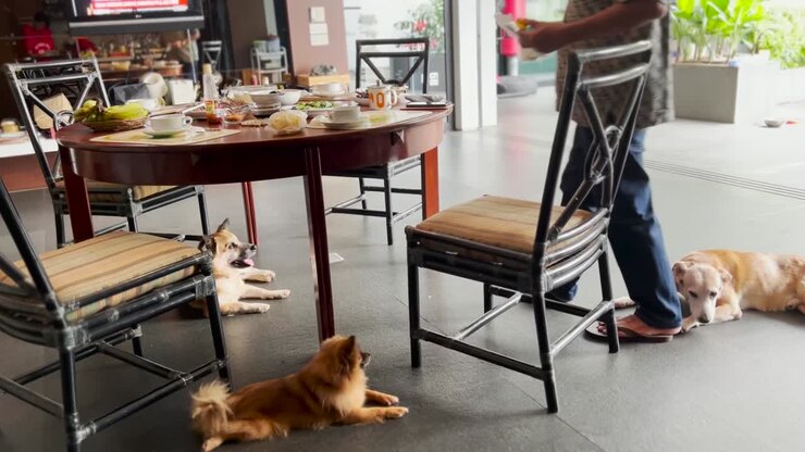 Adorabili cani domestici seduti vicino al tavolo da pranzo di famiglia a casa