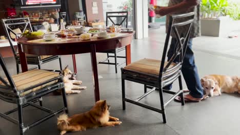 lindos perros domésticos sentados junto a una mesa de comedor familiar en casa