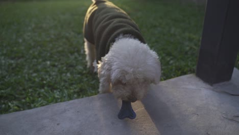 Poco-Probable-Masticar-Hueso-De-Goma-Para-Perro-De-Raza-Coton-De-Tulear