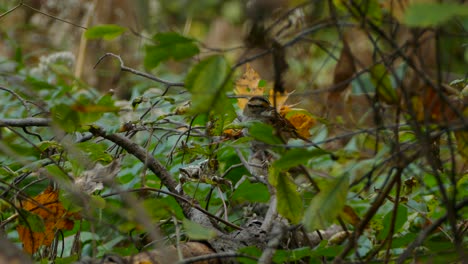 A-couple-of-grey-birds-perched-on-a-tree-branch-in-a-natural-habitat-forest-environment,-conservation-concept