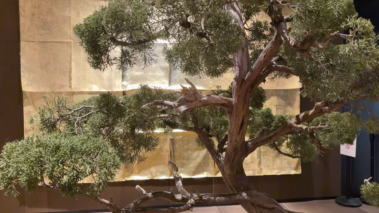 Kamera, dokulu bir duvarın önünde sergilenen büyük, titizlikle budanmış bir bonsai ağacını yavaşça tarıyor.
