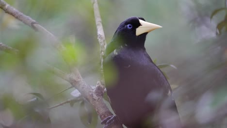 Close-up-pf-Crested-Oropendola-or-Psarocolius-decumanus-perched-in-tree