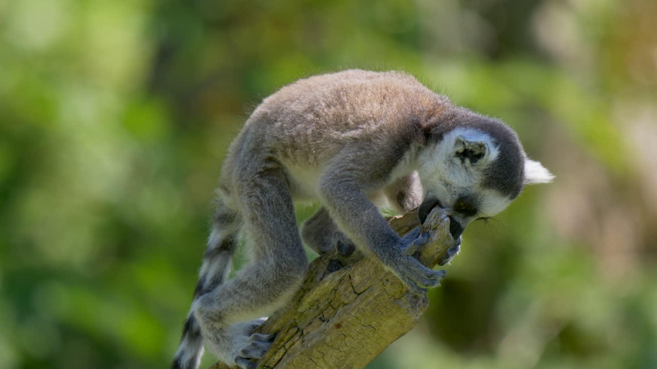 lindo bebé lémur escalando en una rama de madera y buscando comida durante el día soleado en el desierto, de cerca