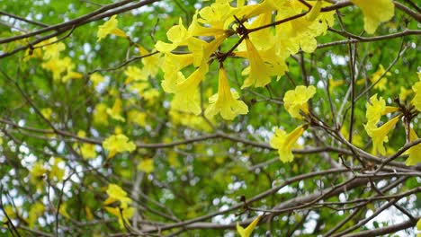 el guayacán o el crisantemo de flor amarilla