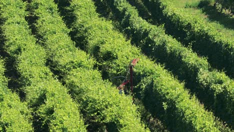 machine harvesting grapes in lush vineyard rows