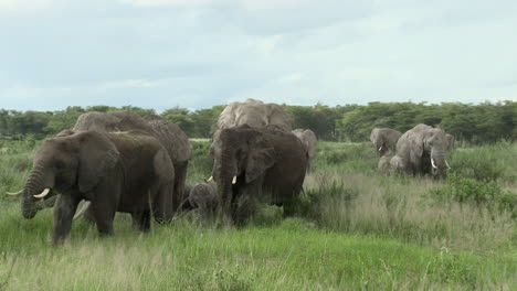 Afrikanische-Elefantenfamilie-Beim-Essen-Im-Grasland,-Amboseli-N