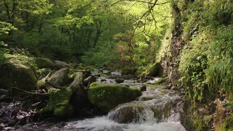 Verdant-forest-valley-stream-in-Tottori,-nature-of-Japan