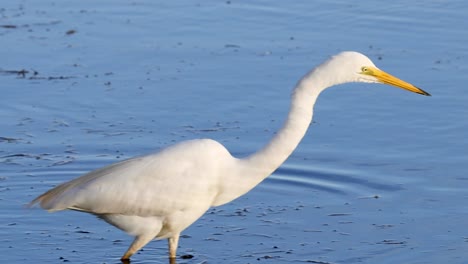 a great egret moves gracefully through shallow water, showcasing its hunting posture and elegant form.