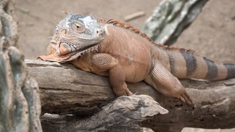 african reptile sun basking on log or tree, orange and blue color