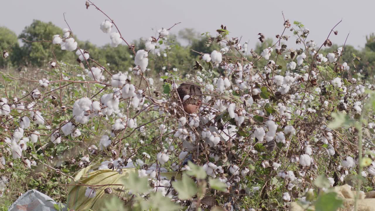 A handheld mid shot of fully bloomed cotton buds of cotton plant farmland swaying in summer breeze on a sunny day