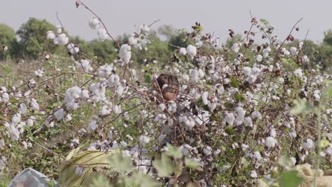 a handheld mid shot of fully bloomed cotton buds of cotton plant farmland swaying in summer breeze on a sunny day