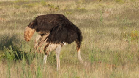 Ostrich-Grazing-In-The-African-Savannah-And-Scouting-For-Threats,-Wide-Shot