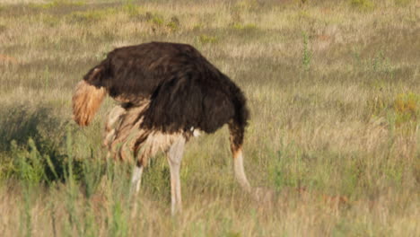 ostrich grazing in the african savannah and scouting for threats, wide shot