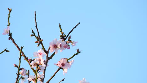 delicate springtime blossoms of fruit tree sway in breeze, copy space right