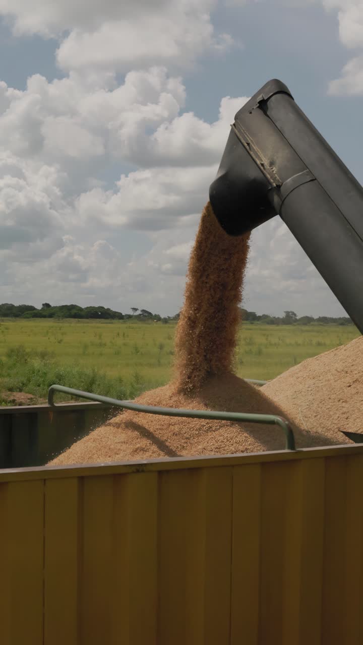 Vertical shot in super slow motion of many freshly harvested grains of rice falling into a cargo truck