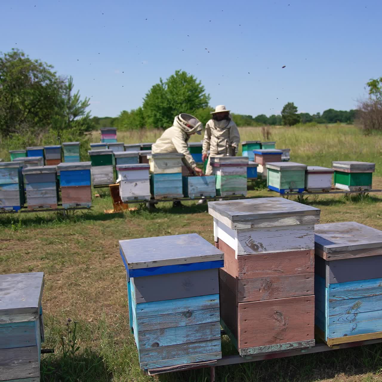 Little rural bee farm of wooden hives at the meadow. Two apiculturists working at the apiary. Panning footage of the farm at backdrop of nature
