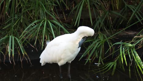 spoonbill foraging in lush wetland vegetation