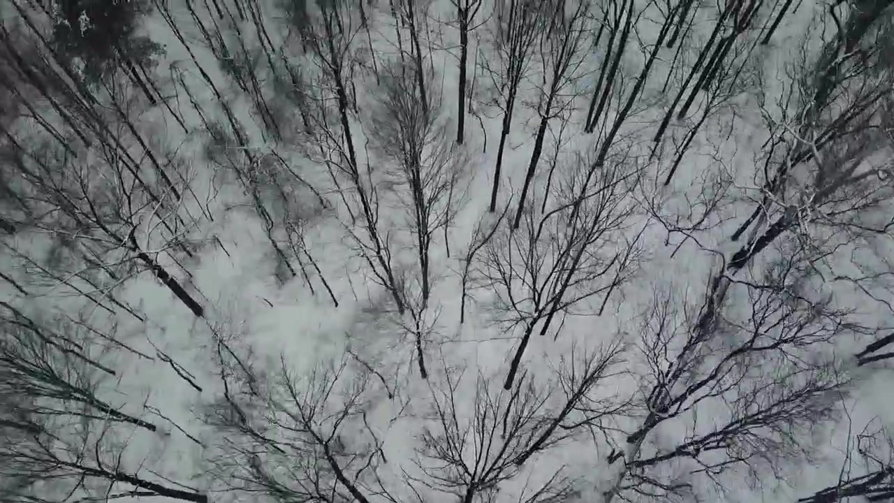 Riprese drone di alberi e neve