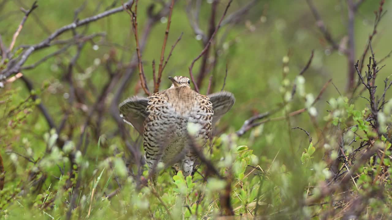 Beccaccino maggiore rivolto verso la telecamera, mimetizzato nella bassa vegetazione, emette un forte richiamo di accoppiamento, Norvegia