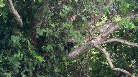 Der-Asiatische-Schwarzbär,-Der-Einen-Fruchtbaum-Herunterklettert,-Ursus-Thibetanus,-Wird-Auch-Als-Asiatischer-Schwarzbär-Bezeichnet