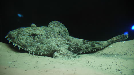 pez monje pez pescador lophius bajo el agua en la arena montpellier seaquarium