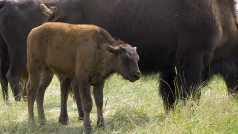 Bisonte-En-El-Bosque-De-Otoño,-Escena-Fría-Con-Un-Gran-Animal-Marrón-En-El-Hábitat-Natural,-Bialowieza-Np,-Polonia-En-Europa