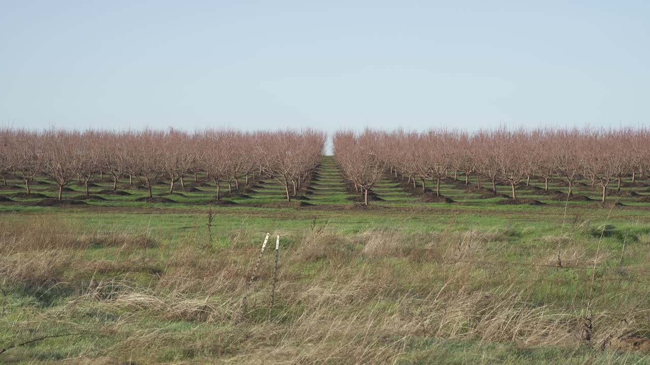 캘리포니아 주 로즈빌의 구름이 가득한 하늘 아래 멀리까지 어있는 수백 타르의 나무의 숨막히는 풍경.