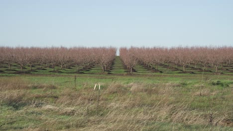 una vista impresionante de hectáreas de árboles que se extienden en la distancia bajo un cielo nublado en roseville, california.