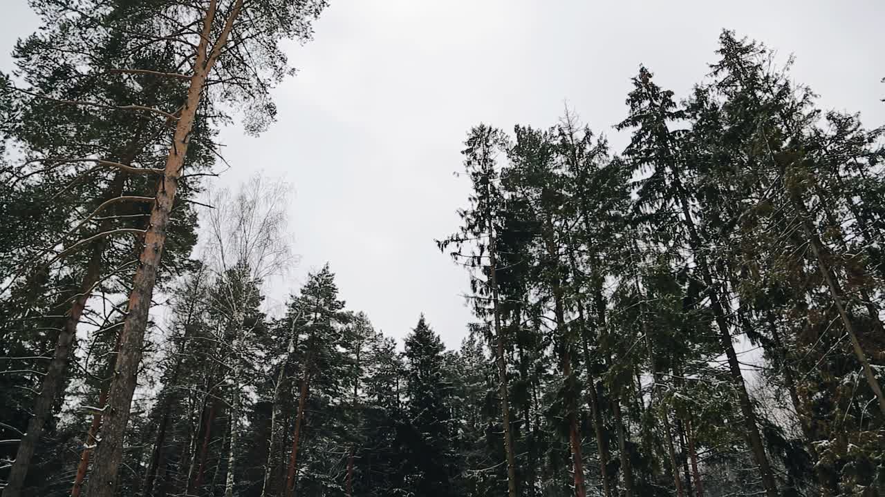 pinos altos en un bosque de invierno nevado. disparar árboles de abajo hacia arriba