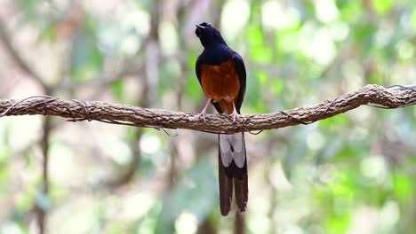 Shama-De-Rabadilla-Blanca-Encaramado-En-Una-Vid-Con-Fondo-Bokeo-Del-Bosque,-Copsychus-Malabaricus,-En-Cámara-Lenta