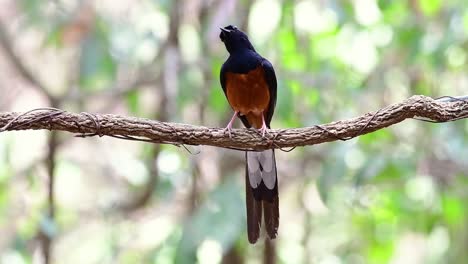 shama de rabadilla blanca encaramado en una vid con fondo bokeo del bosque, copsychus malabaricus, en cámara lenta